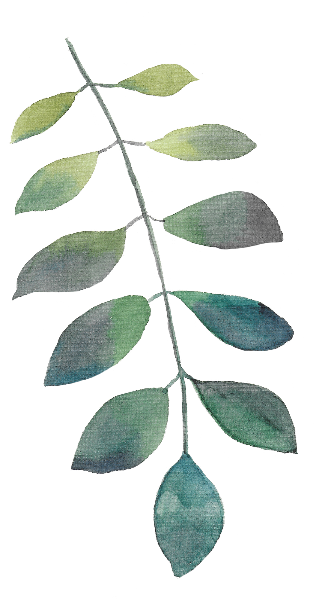 leaf 5